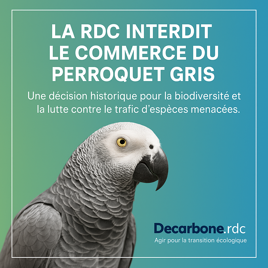 LA RDC INTERDIT LA DETENTION ET LE COMMERCE DU PERROQUET GRIS : UN TOURNANT POUR LA BIODIVERSITE NATIONALE
